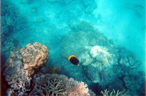 Tropical Fish